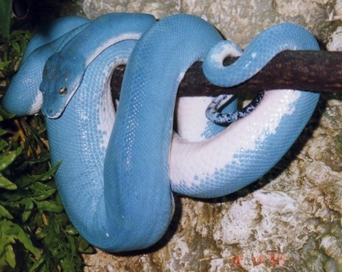 Photo:  blue python